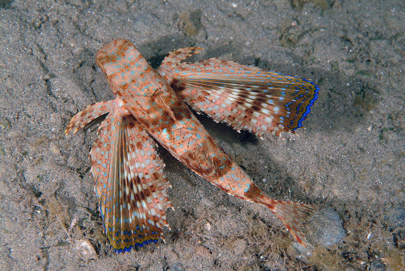 Dactylopterus volitans / pesce civetta